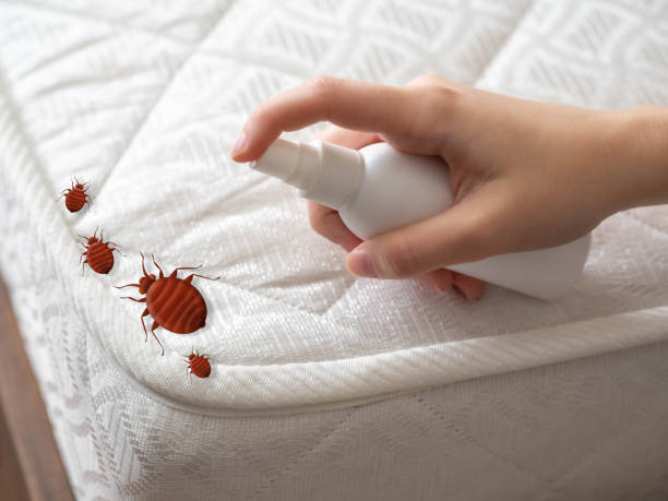 Professional Pest Control in North Las Vegas, NV