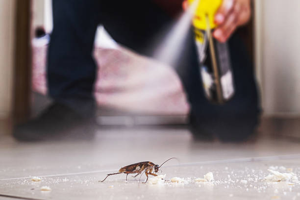 Best Affordable Pest Control Services  in North Las Vegas, NV